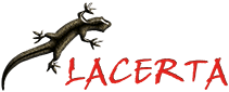 Lacerta